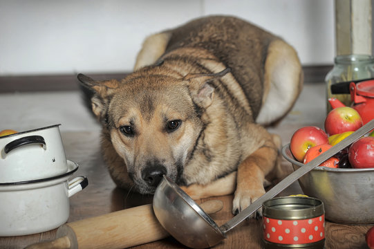 Dog Chef In The Kitchen