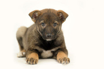 Half-breed shepherd puppy