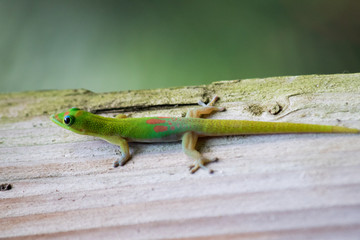 gruener Gecko auf Holz