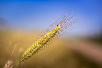 Macro shot of a isolated wheat ear on a sunny day. Blue sky in the background.

