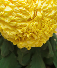 beautiful chrysanthemum flower vertical