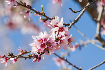 Almond blossoms announcing spring.