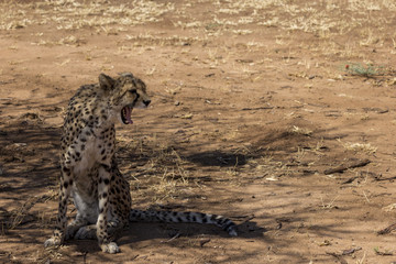 Cheetah siting, Namibia