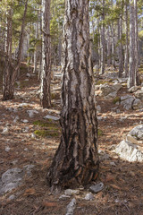 Pine forest and pine trunk in the foreground.