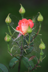Rose in the web