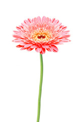 beautiful red gerbera daisy flower isolated on white