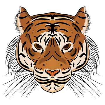 Vector illustration head ferocious tiger
