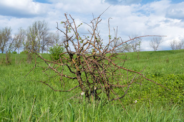 Dead bush in the verdant meadow.