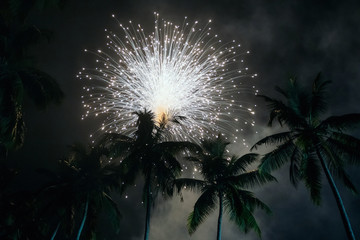Palm trees background with colourful fireworks
