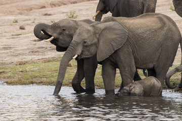 Herd of Elephants drinking water at Chobe National Park, Botswana