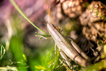 Macro shot of grasshopper, caught while picking mushrooms and cranberries in forest in early autumn. Bugs and insects are hiding in warm green, thick, wet moss layer and grass. Last sunny summer days