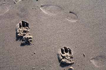 Footprints in the sand
