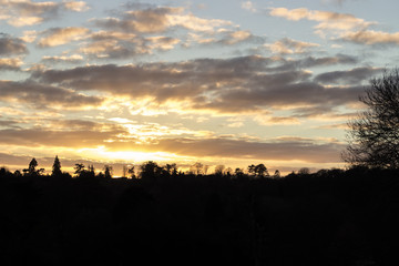 Shadow silhouette of a sunny warm sunset through forest trees.
