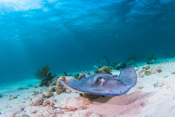 Fototapeta na wymiar A southern ray cruises through the warm shallow water in the north sound in grand cayman. Stingray city is a popular snorkel and scuba dive attraction 