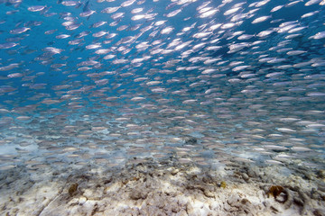 Atlantic silverside, Menidia menidia