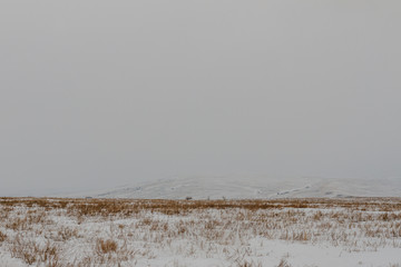 dry plants in the snow