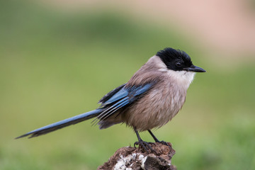 Azure-Winged Magpie (Cyanopica cyana), Andalusia, Spain