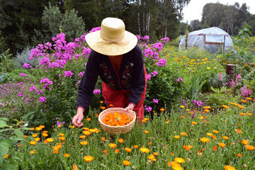 senior woman gardener  wirh straw hat picking  marigold calendula flowers - obrazy, fototapety, plakaty