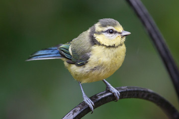 Blue Tit