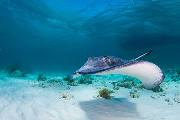 a southern stingray glides through the warm tranquil water in stingray city grand cayman. 