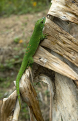 Obraz premium Gecko de Madagascar, Phelsuma madagascariensis, Madagascar