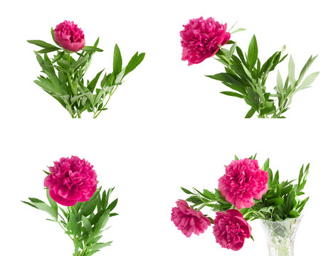 Set the beautiful bouquet of pink peonies on  white background