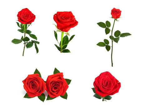 Set of beautiful red roses for design isolated on  background