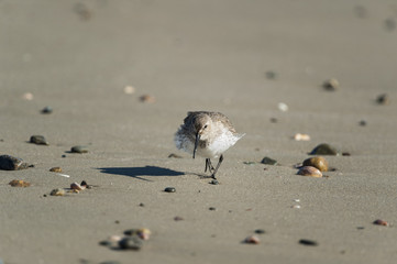Dunlin ruffled feathers