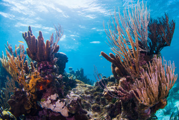 A colorful coral reef garden at the bottom of the sea. This underwater habitat is home to a diverse range of wildlife