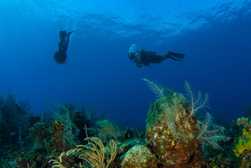 Naklejka na ściany i meble Scuba divers enjoy swimming above the tropical reef in the deep warm blue tropical water around grand cayman in the caribbean. people enjoy floating above the coral