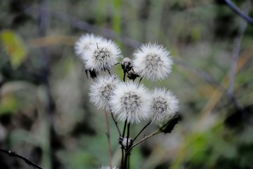 Fluff seeds / plants with seeds fluff