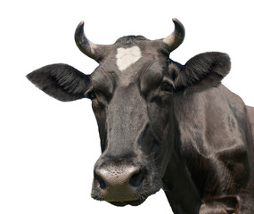 Black cow isolated on white background