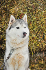 grey Siberian husky near haystacks in winter