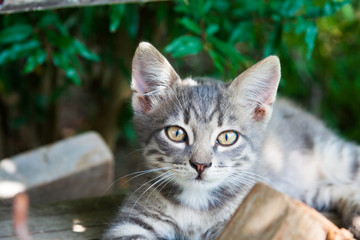 Fototapeta premium little kittens in summer beside green plants