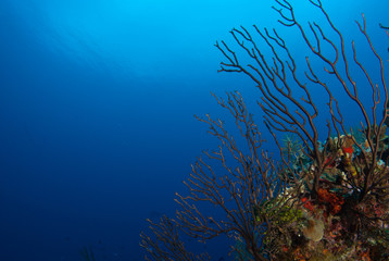 Fototapeta na wymiar Coral reefs that lie in the tropical caribbean sea are marine habitats for a diverse ecosystem. the warm blue water makes the perfect environment for this natural beauty