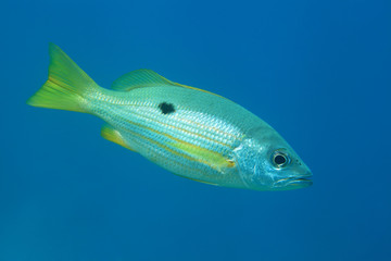 Naklejka premium Dory snapper fish