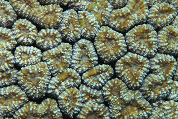 Close up of stony coral