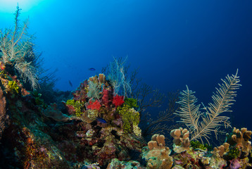 Fototapeta na wymiar Coral reefs that lie in the tropical caribbean sea are marine habitats for a diverse ecosystem. the warm blue water makes the perfect environment for this natural beauty