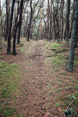 Nadmorski las sosnowy w Helu © Filip Olejowski