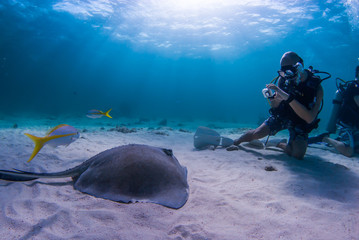 A southern stingray watches a scuba diver who is photographing it in the shallow blue water of...