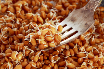 Germinated wheat grains