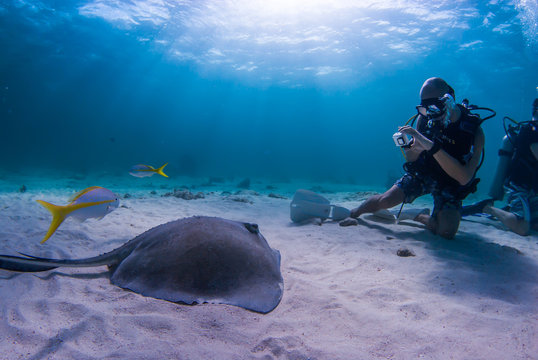 A southern stingray watches a scuba diver who is photographing it in the shallow blue water of grand Cayman in the Caribbean. This location is a popular underwater tourist attraction for snorkelers an