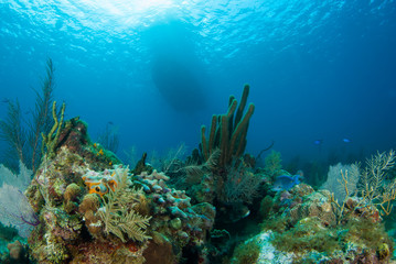 Naklejka na ściany i meble Coral reefs that lie in the tropical caribbean sea are marine habitats for a diverse ecosystem. the warm blue water makes the perfect environment for this natural beauty
