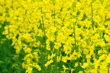 Obraz premium 菜の花