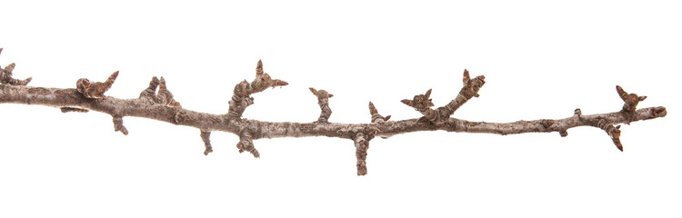 branch of a pear tree without leaves. Isolated on white background