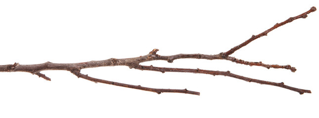 dry thin branches of the tree. isolated on white background - obrazy, fototapety, plakaty