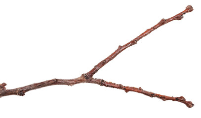 tree branch with buds unblown. Isolated on white background