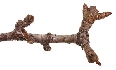 branch of a pear tree without leaves. Isolated on white background