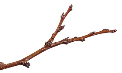 tree branch with buds unblown. Isolated on white background