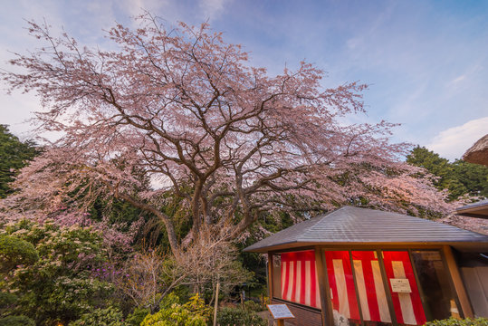 Large Weeping Cherry Tree in spring,Japan